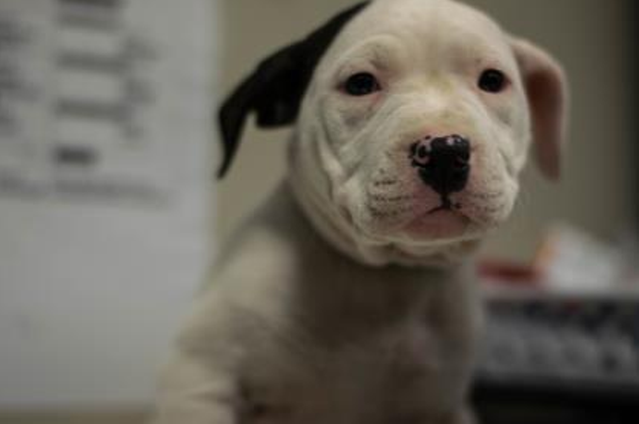 15 Adorable Pups Currently Up for Adoption at the Cleveland APL