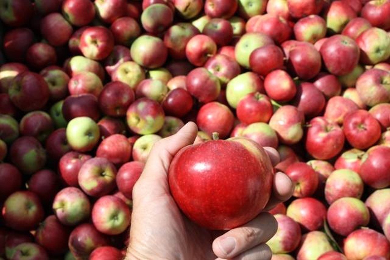 A favorite for Cleveland families for both proximity and catering to kids, Mapleside offers 20 varieties of apples, plus peaches, corn and other veggies. The cider is made from the farm's own apples (but it's sent elsewhere for pressing). You'll find them at 294 Pearl Rd, Brunswick, 330.225.5577.