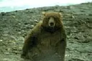 Image: Alaska: Spirit of the Wild