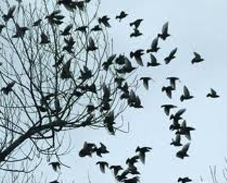 Image: Bird Tornadoes