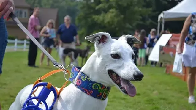 Image: CANINE FUN DAYS AND GREYHOUND REUNION! Special Guests - The Muttley Crew Frisbee Dog Show!