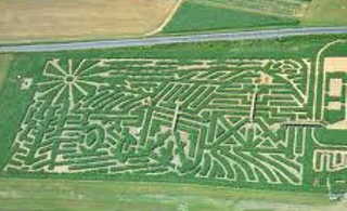 Image: Corn Maze!