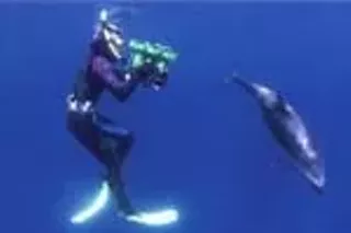 Image: Dolphins (Giant Screen Format)