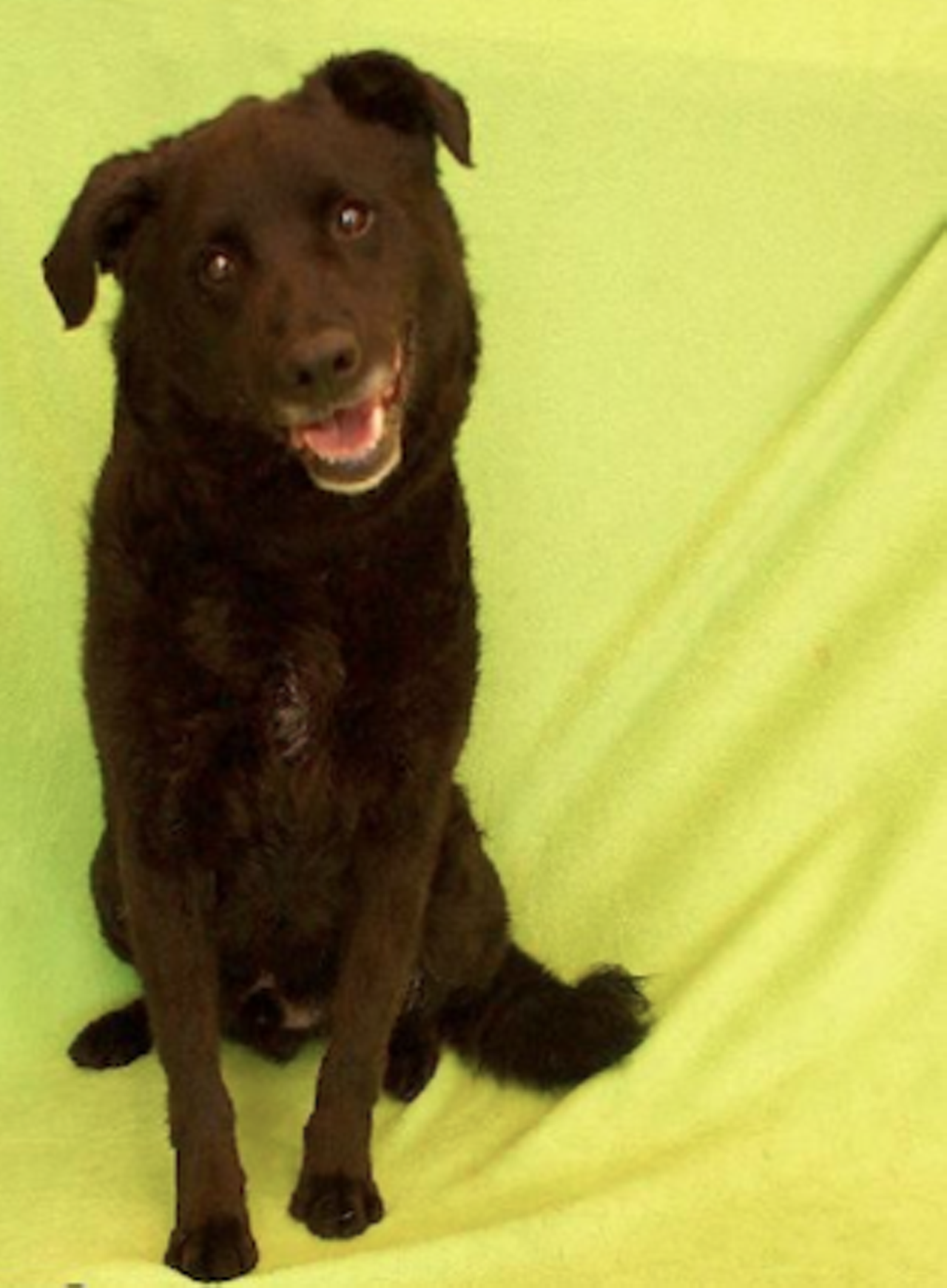 Elijah is a 5-year-old Collie/Lab mix who's trained, good with other dogs and kids, and loves to go for a swim.