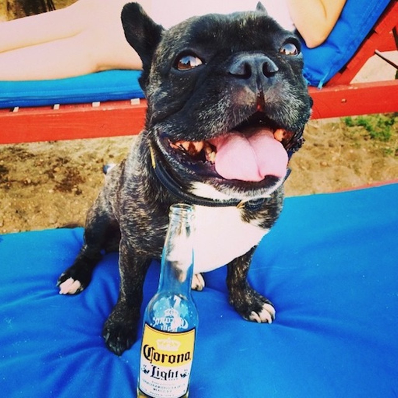 Grab a drink with your dog on any of Cleveland's dog-friendly patios. Sample craft brews in Tremont at Edison's Pub (2373 Professor Ave), or participate in yappy hours every third Tuesday of the month at Tremont Taphouse (2572 Scranton Rd), the proceeds of which help local dog rescues.