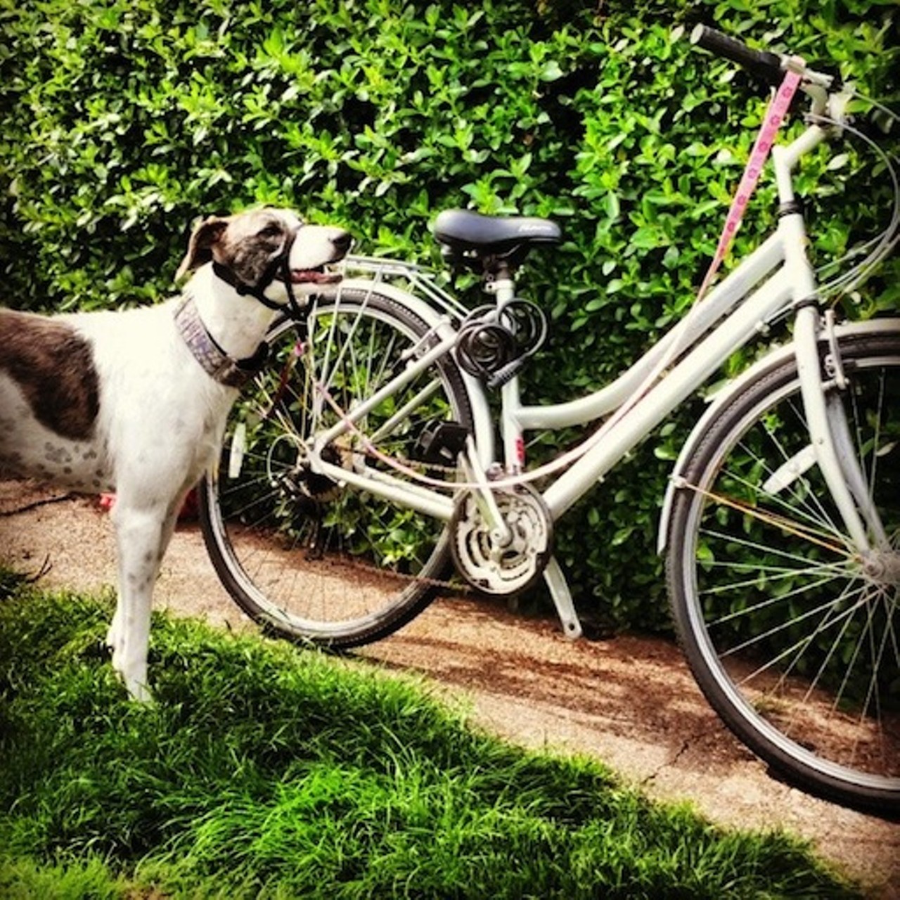 Head out for a relaxing bike ride, canine companion by your side, through Lakewood's historic neighborhoods. There are plenty of harnesses and bike attachments available to ensure your dog doesn't topple you over in hot pursuit of a squirrel.