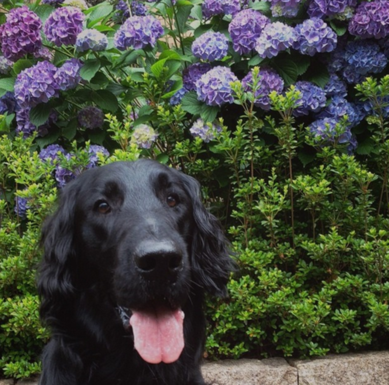 If you're looking for somewhere serene, frolic through the flowers with your pooch at Holden Arboretum. These botanical gardens are oftentimes a little more peaceful than a dog park.