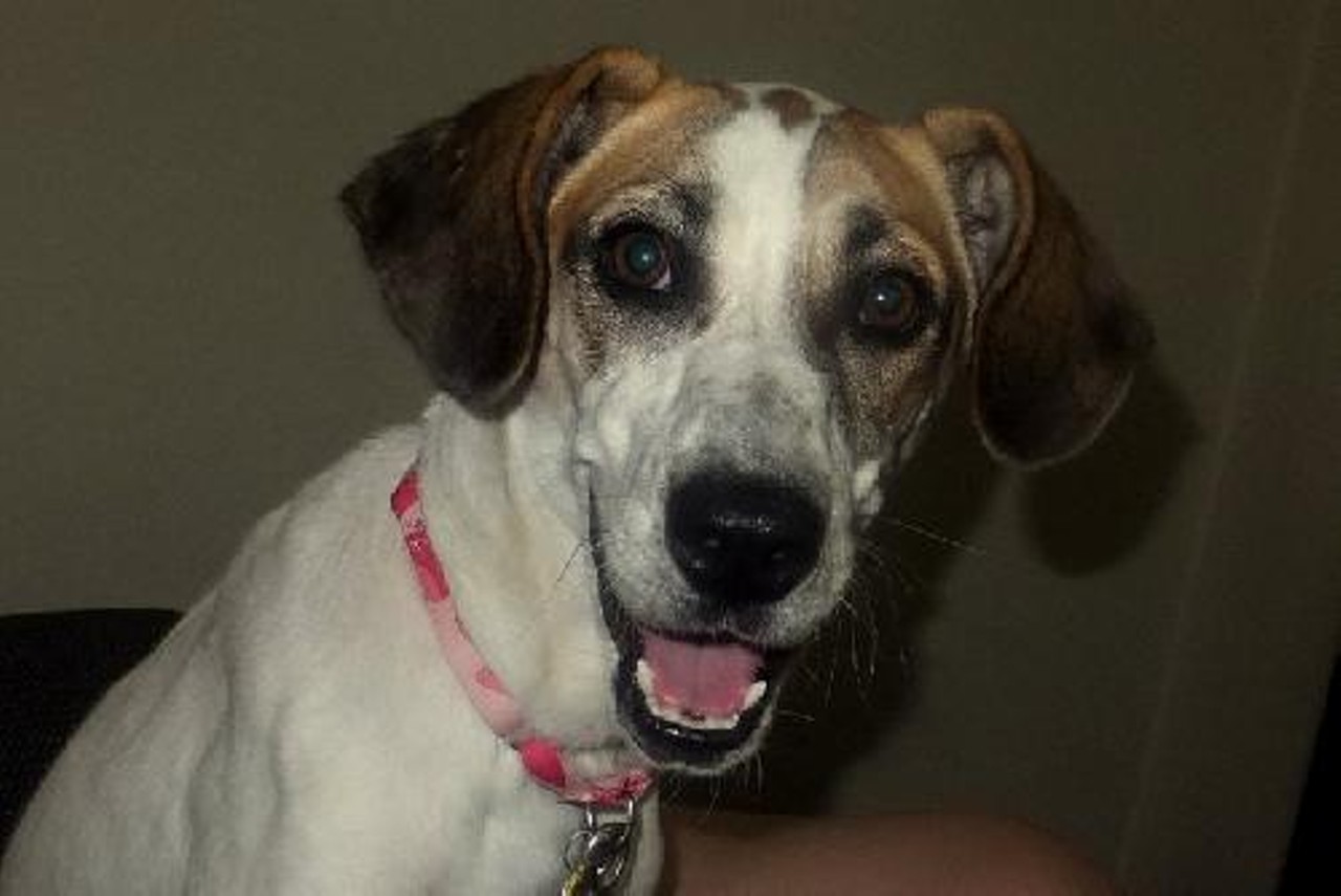 Lydia is a one-year-old Beagle/Greyhound mix who's crate trained, house trained, good with kids and dogs, and is playful but knows when it's time to be mellow.