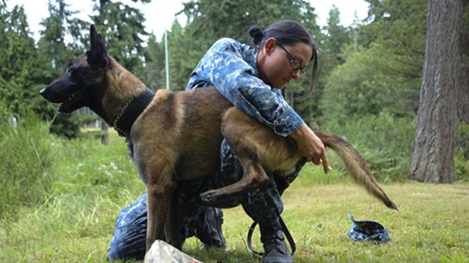 Master-at-Arms 2nd Class Lisa Square, Naval Base Kitsap’s 2013 Junior Sailor of the Year and a Cleveland native, checks her military working dog's temperature while as part of the first inaugural Navy Region Northwest MWD Competition at Naval Base Kitsap.
