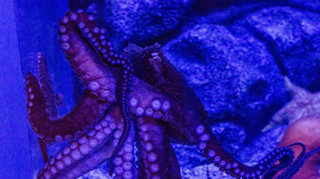 K-Love, Cleveland's newly renamed Giant Pacific Octopus