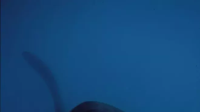 Image: New Exhibit: Whales | Tohorā