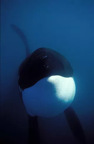 Image: New Exhibit: Whales | Tohorā