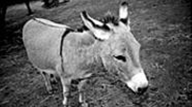 Nice ass: The odds-on favorite to win the Lorain 
    County Fair's donkey race (see Monday).