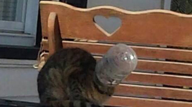 [PHOTO] Canton Community Helps Rescue Cat with Plastic Bottle Stuck on its Head