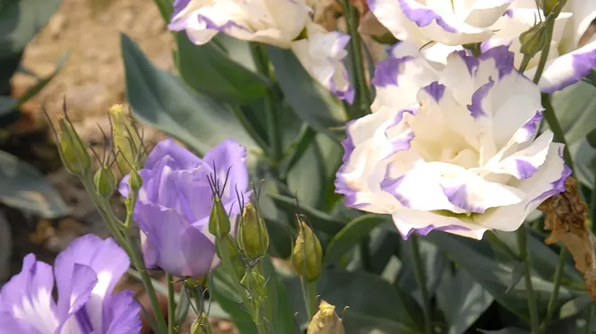 Image: Spring Plant Sale