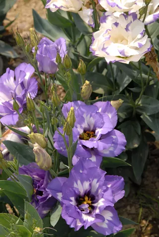 Image: Spring Plant Sale