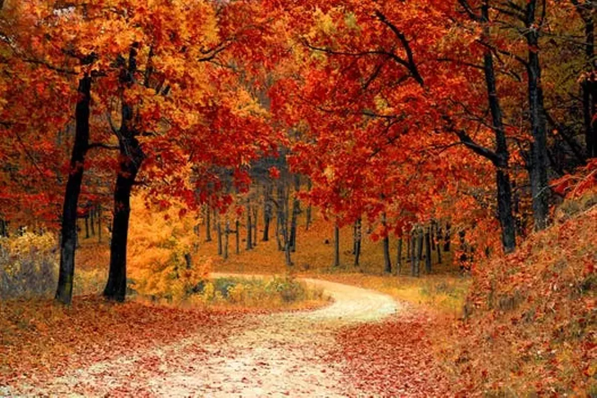 9ac21187_fall-autumn-red-season.webp
