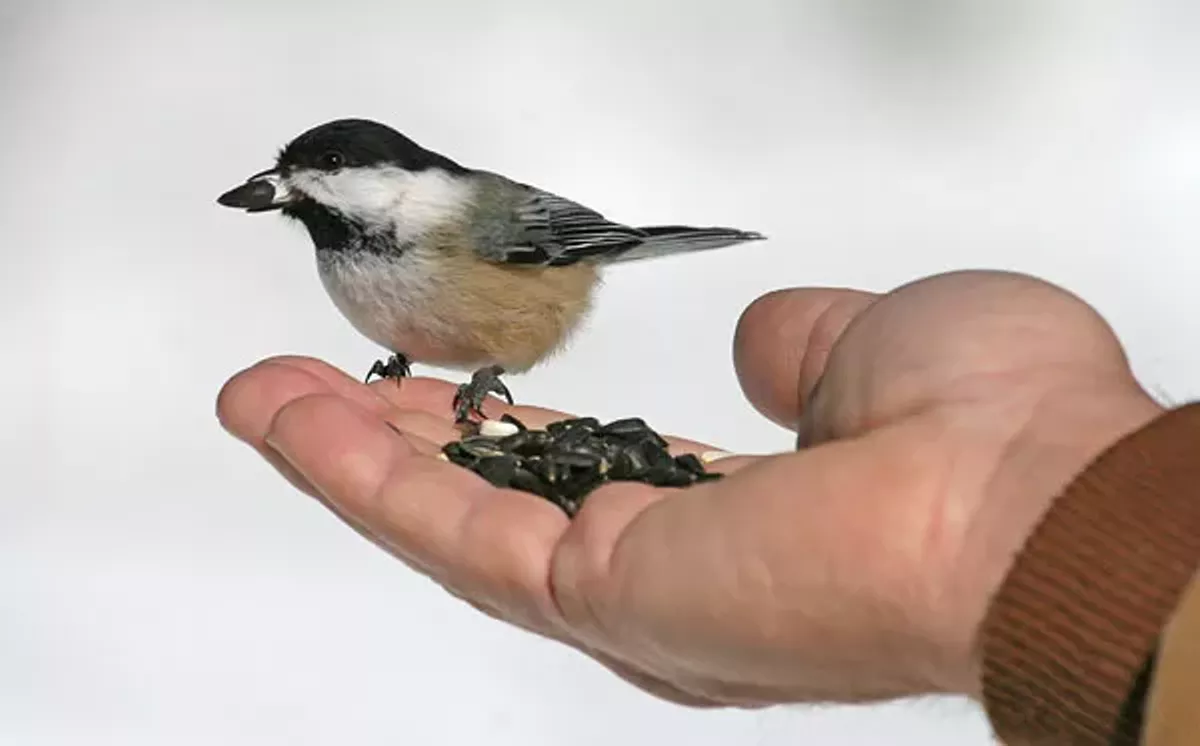 18bfec3a_chickadee_handfeeding_bcbgnp.webp