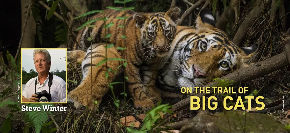 1320x605-bigcats-spotlight-1839836497.webp