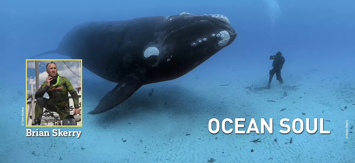 1320x605-oceansoul-spotlight-9e89ceb263.webp