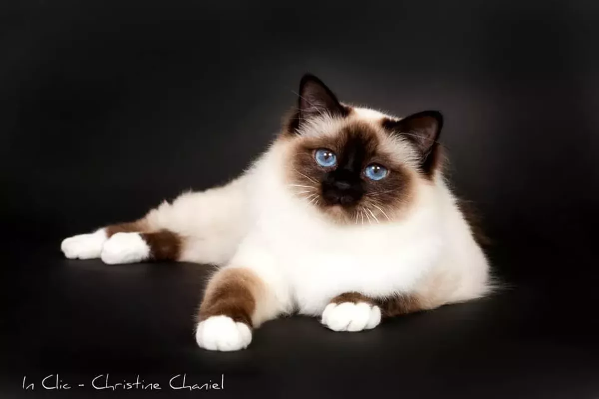 birman.webp
