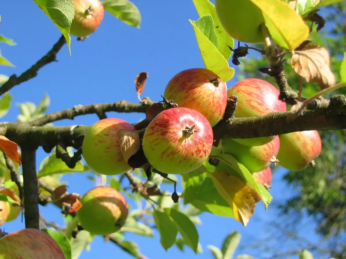 apple-tree-apples-colorful-54629.webp