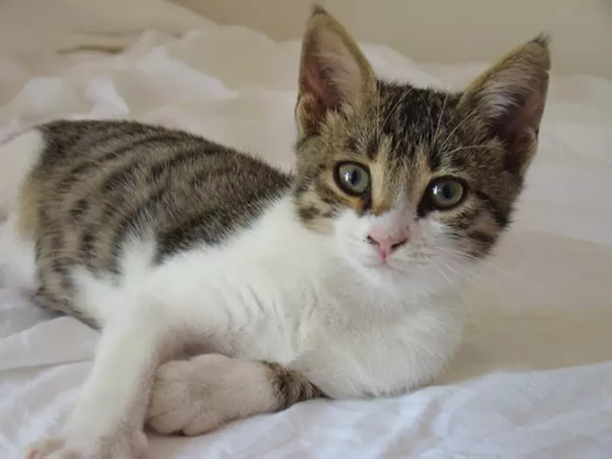 cat_photo_via_wikipeidia.webp