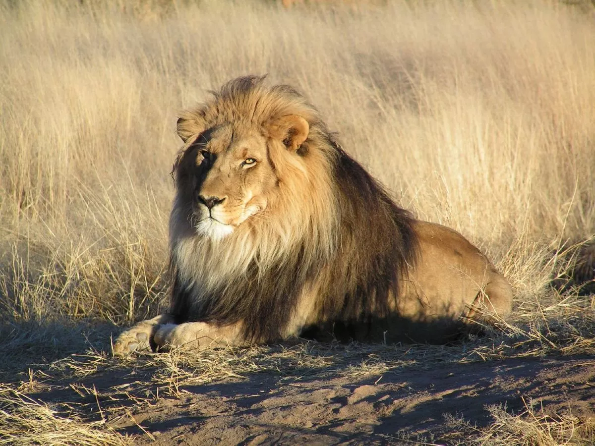 1200px-lion_waiting_in_namibia.webp