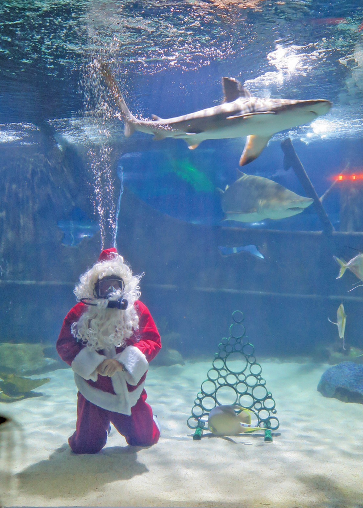 Scuba Claus returns to the Greater Cleveland Aquarium. See: Friday.