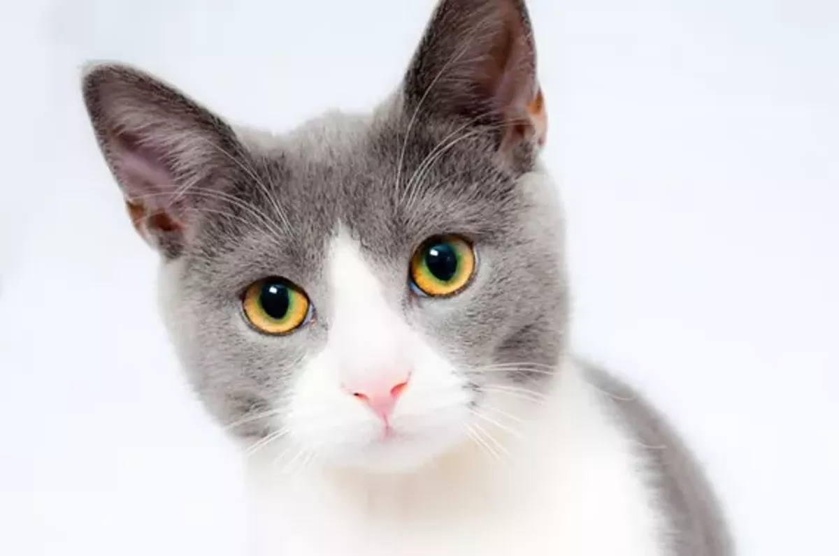 2619c63a_cat.webp