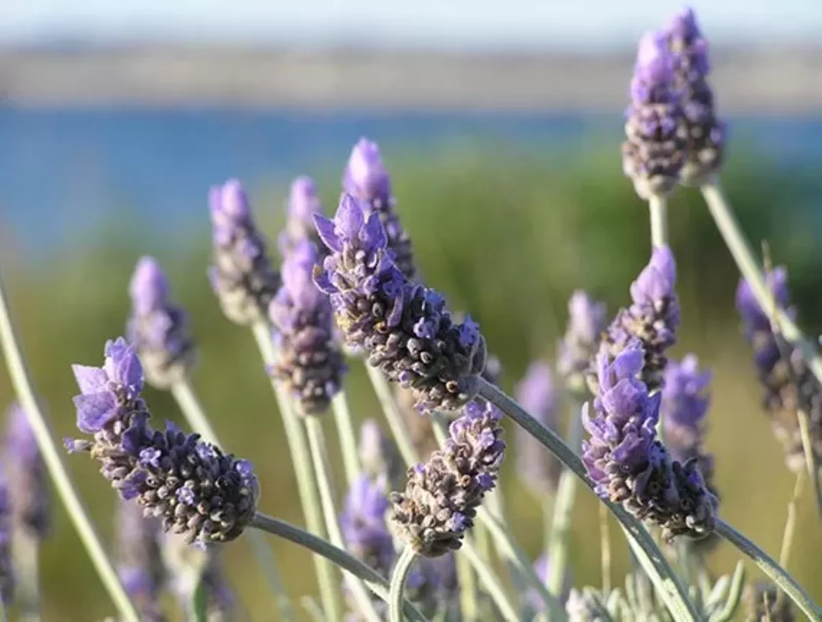 1eb2001a_lavender-close-up.webp