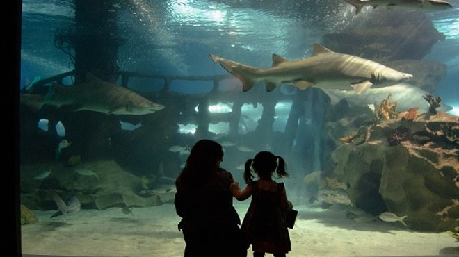 Talk Like a Pirate, Get $5 Off Greater Cleveland Aquarium Admission