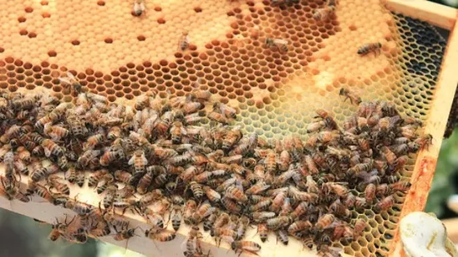 Image: Intro to Backyard Beekeeping