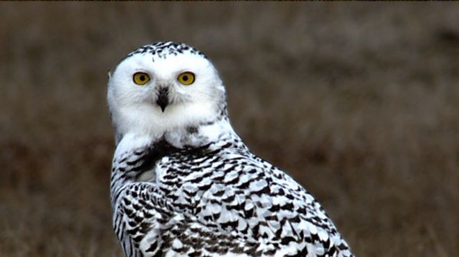 There's a Snowy Owl Population Boom in Cleveland Right Now