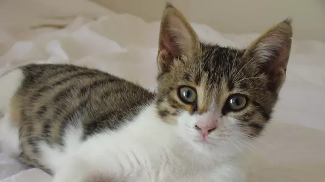 Image: Cats on Holiday Brunch