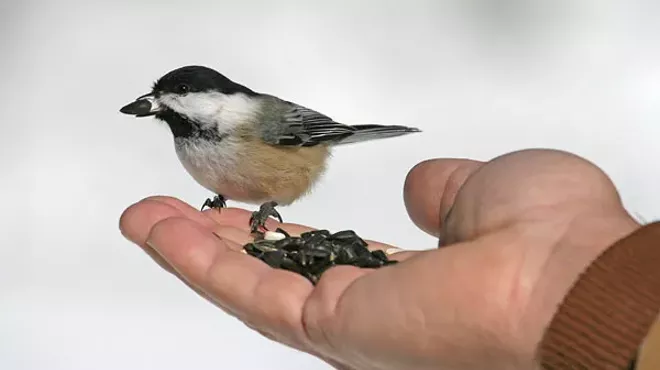 Image: Bird in Hand