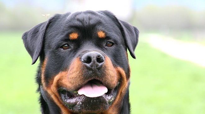 This is not the Rottweiler left behind.