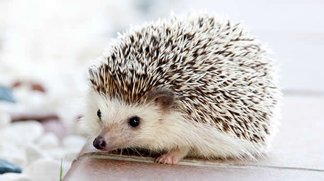 Watch Cleveland Heights Library's Pet Hedgehog on New Quillcam