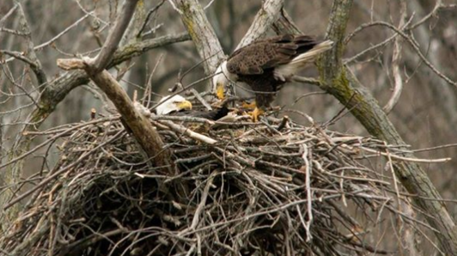 Bald Eagles Return to Cleveland for First Time in 100 Years