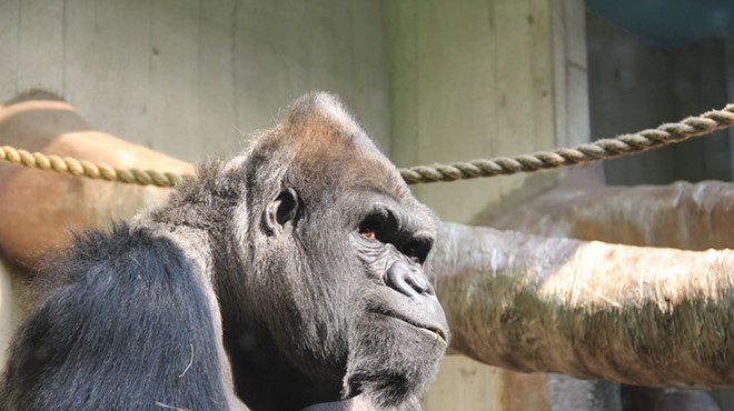 Mokolo at the Cleveland Metroparks Zoo.