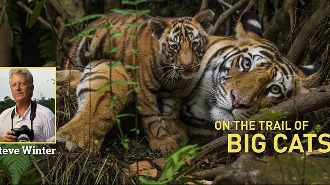 Image: National Geographic Live! On the Trail of Big Cats
