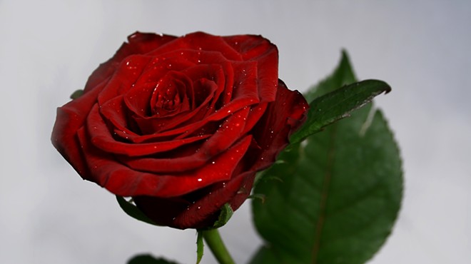 Many anticipate the iconic rose ceremonies on the show. They determine who stays for another episode and who goes home.