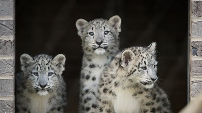 These cubs' potential names have been narrowed down to Goji, Omid, Bodhi, Zara and Nisha.