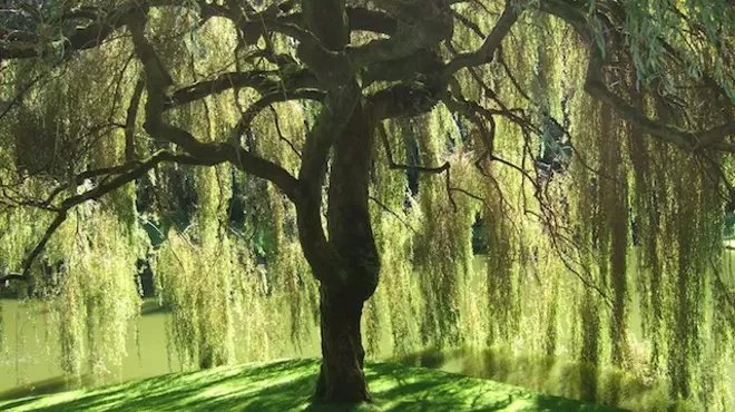 Image: Celebration of Trees