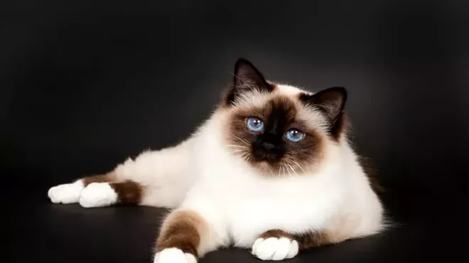 Image: Allbreed & Household Pet Cat Show