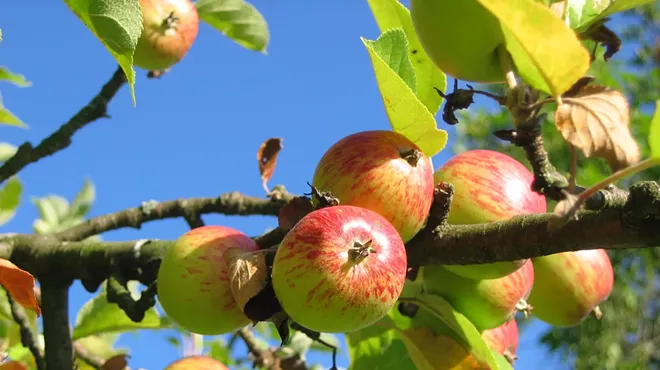 Image: Dinner in the Valley: Food of the Founders