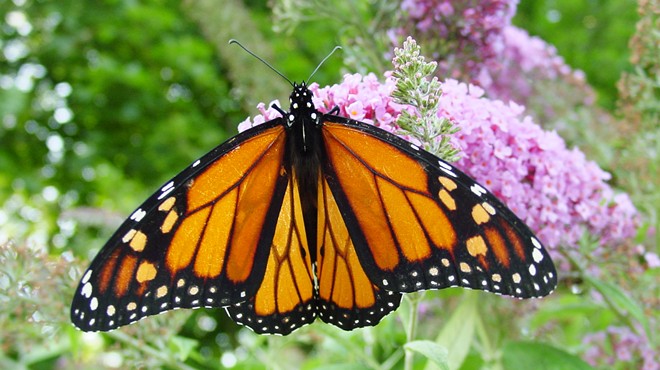 Migrating Monarch Butterflies Invade Cleveland This Month, and Here's Where to See Them