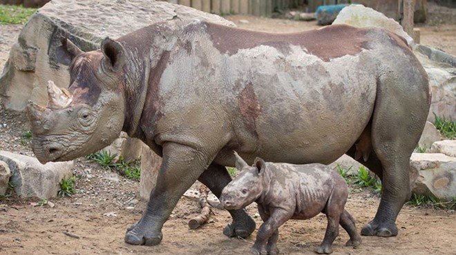 Another Adorable Baby Rhino Makes Debut at Cleveland Metroparks Zoo