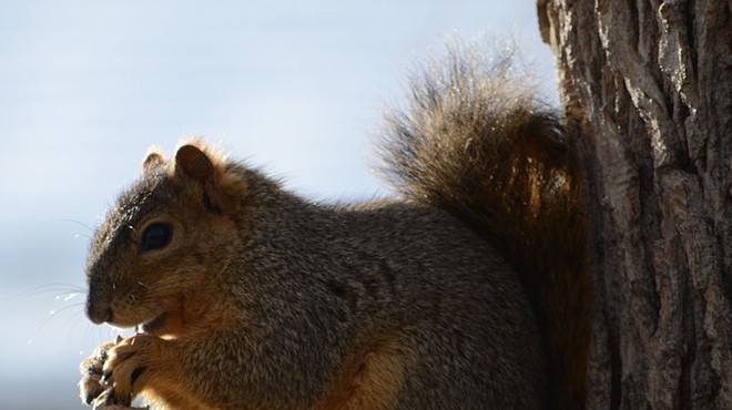 Flight From Orlando to Cleveland Delayed After Woman Brings Emotional Support Squirrel Onboard
