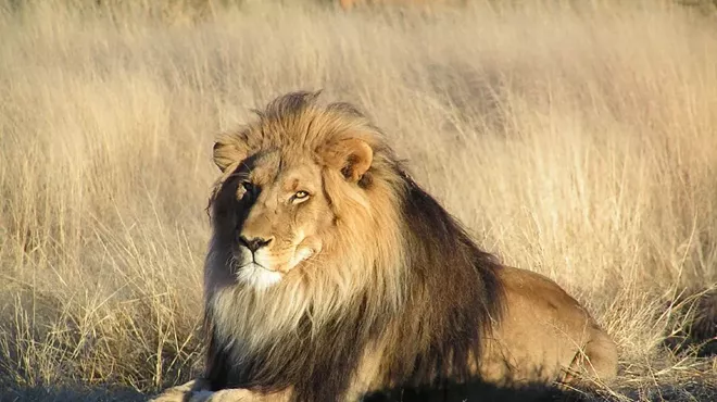 Image: On the Trail of Big Cats